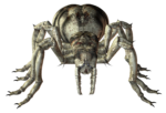 Скачать PNG картинку на прозрачном фоне паук,рисунок,спереди, крупный, серый, страшный