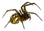 Скачать PNG картинку на прозрачном фоне паук,вид сбоку, желтый с пятнышками