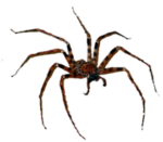 Скачать PNG картинку на прозрачном фоне паук,вид спереди, длинные ножки
