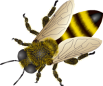 Скачать PNG картинку на прозрачном фоне Пчела, картинка, нарисованная, вид сверху