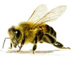 Скачать PNG картинку на прозрачном фоне Пчела, красивая, нарисованая, вид спереди