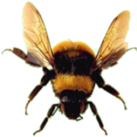 Скачать PNG картинку на прозрачном фоне Пчела, летит вперед