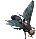 Скачать PNG картинку на прозрачном фоне Пчела с красивыми крыльями