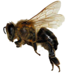 Скачать PNG картинку на прозрачном фоне Пчела, вид сбоку, прижала передние лапки
