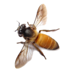 Скачать PNG картинку на прозрачном фоне Пчела, вид сверху