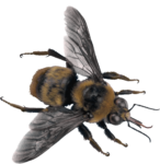 Скачать PNG картинку на прозрачном фоне Пчела, вид сверху, летит
