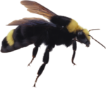 Скачать PNG картинку на прозрачном фоне Пчёлкак, вид сбоку, крылья вверх
