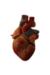 Скачать PNG картинку на прозрачном фоне Пластиковая модель человеческого сердца