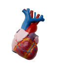 Скачать PNG картинку на прозрачном фоне Пластиковый макет человеческого сердца
