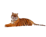Скачать PNG картинку на прозрачном фоне прямо лежит, тигр