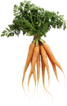 Скачать PNG картинку на прозрачном фоне Пучок морковок