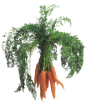 Скачать PNG картинку на прозрачном фоне Пучок морковок с большой косой