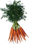 Скачать PNG картинку на прозрачном фоне Пучок морковок с ботвой