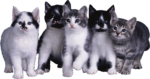 Скачать PNG картинку на прозрачном фоне Пять котят смотрят вперед