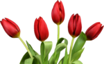 Скачать PNG картинку на прозрачном фоне Пять красных тюльпанов вместе