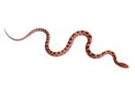 Скачать PNG картинку на прозрачном фоне Пятнистая красно-бежевая змея, ползет