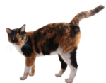 Скачать PNG картинку на прозрачном фоне Разноцветный кот стоит боком, смотрит вперед