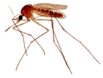 Скачать PNG картинку на прозрачном фоне Рентген комара, вид сбоку