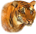 Скачать PNG картинку на прозрачном фоне рисунок морда, грустный, тигр