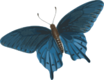 Скачать PNG картинку на прозрачном фоне Рисунок темно-голубой бабочки, вид сверху