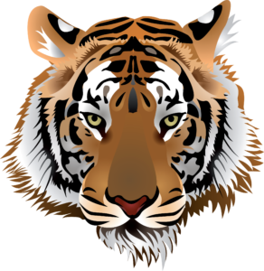 Морда тигра на белом фоне