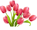 Скачать PNG картинку на прозрачном фоне Розовые нарисованные тюльпаны