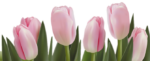 Скачать PNG картинку на прозрачном фоне Розовые тюльпаны в ряд