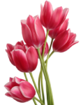 Скачать PNG картинку на прозрачном фоне Розовые, тюльпаны, вместе