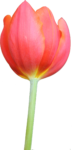 Скачать PNG картинку на прозрачном фоне Розовый тюльпан, вид снизу