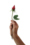 Скачать PNG картинку на прозрачном фоне Рука держит красную не распущенную розу