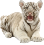 Скачать PNG картинку на прозрачном фоне рычание белого полосатого тигренка вперед