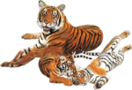 Скачать PNG картинку на прозрачном фоне с тигрятами тигрица лежит