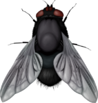 Скачать PNG картинку на прозрачном фоне Серая нарисованная муха, вид сверху
