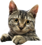 Скачать PNG картинку на прозрачном фоне Серенький кот выглянул снизу