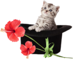 Скачать PNG картинку на прозрачном фоне Серенький котенок в черной шляпе с цветком