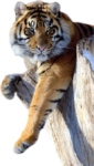 Скачать PNG картинку на прозрачном фоне со скалы, лапки и морда, тигр