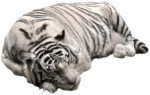 Скачать PNG картинку на прозрачном фоне спит белый полосатый, тигр
