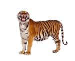 Скачать PNG картинку на прозрачном фоне стоит боком рычит, тигр