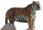 Скачать PNG картинку на прозрачном фоне стоит, вид сбоку у камня, тигр