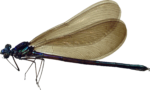 Скачать PNG картинку на прозрачном фоне Стрекоза с крыльями, вид сбоку