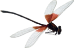 Скачать PNG картинку на прозрачном фоне Стрекоза с оранжево-белыми крыльями, вид сбоку