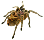 Скачать PNG картинку на прозрачном фоне Тарантул, паук, мохнатый, с кузнечиком