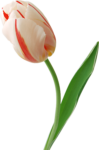 Скачать PNG картинку на прозрачном фоне Телый тюльпан с красными полосками
