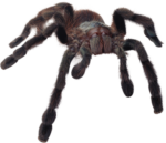 Скачать PNG картинку на прозрачном фоне Темно серый тарантул, паук мохнатый