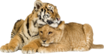 Скачать PNG картинку на прозрачном фоне тигр и тигрица