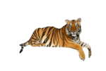 Скачать PNG картинку на прозрачном фоне тигр лежит, опустив лапы