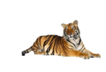 Скачать PNG картинку на прозрачном фоне тигр лежит, слева