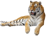 Скачать PNG картинку на прозрачном фоне тигр лежит, слева, лапки спущены