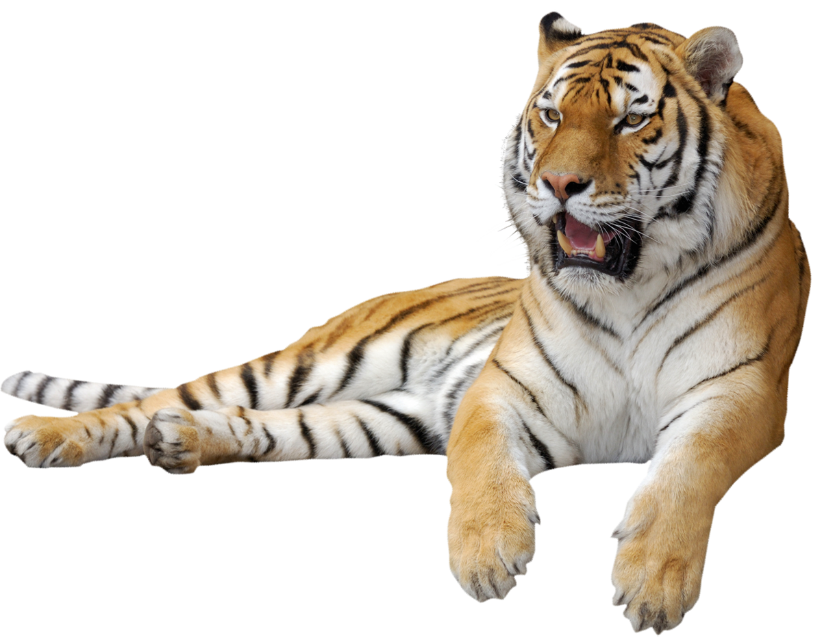 Фотографии формат пнг. Тигр на белом фоне. Тигр лежит. Тигр на прозрачном фоне. Тигр без фона.