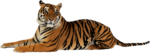 Скачать PNG картинку на прозрачном фоне тигр лежит, смотрит влево